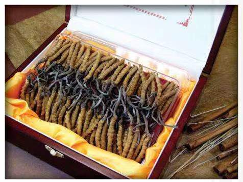 太谷冬虫夏草回收